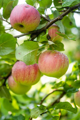 Wall Mural - Ripening apples on apple tree branch on warm summer day. Harvesting ripe fruits in an apple orchard. Growing own fruits and vegetables in a homestead.