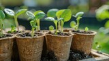 Fototapeta Sport - Seedling seedlings in peat cups close-up