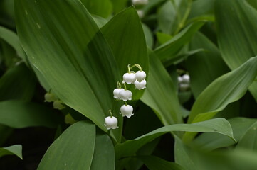 Poster - Brin de muguet premier mai fête du travail