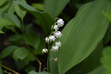 Sticker - Brin de muguet premier mai fête du travail