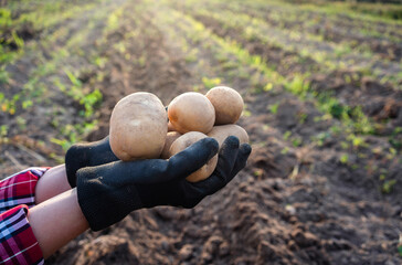 Wall Mural - Farmer holding potatoes in hands.Harvesting organic vegetables.