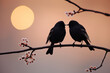 Two Starlings on Branch Against Sunset
