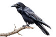 © David - Solitary black raven perched on bare branch isolated on transparent background
