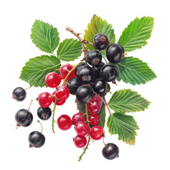 Sticker - An isolated transparent background showcases a vibrant mix of black currants and raspberries with leaves