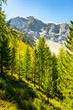 Larch trees display autumn colors against the backdrop of the Ortles Mountain Range in the Italian Alps on a clear, sunny day.