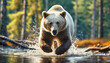 Polar bear running on the surface of the water in the river looking for fish to hunt.