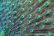 nice big peacock texture