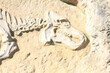 old animal skeleton