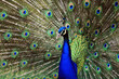 nice big peacock