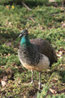 nice big peacock