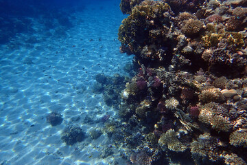 Sticker - nice coral reef in the Egypt, Safaga