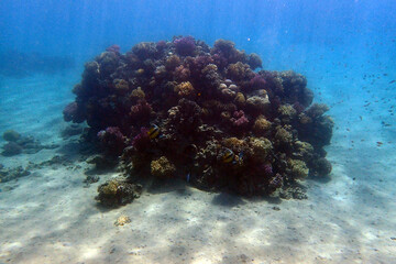 Sticker - nice coral reef in the Egypt, Safaga