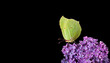 bright yellow butterfly on lilac flowers in dew drops isolated on black. brimstones butterfly.