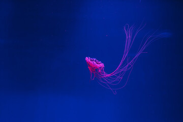 Wall Mural - underwater photos of jellyfish chrysaora pacifica jellyfish japanese sea nettle