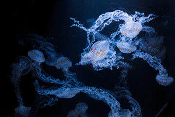 underwater photos of jellyfish chrysaora plocamia south america sea nettle