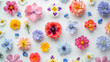 Assorted Colored Flowers on White Background
