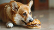 A chubby corgi indulges in a burger, its cheeks puffing out with each hearty bite. With an insatiable appetite, the fluffy canine enjoys the savory treat, embodying the pure bliss of a guilty pleasure