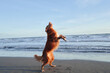 A Nova Scotia Duck Tolling Retriever stands on hind legs, excitedly facing the ocean
