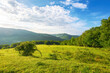 grassy meadow among beech forest on the hill. mountainous landscape of ukraine in summer. carpathian countryside scenery on a sunny morning