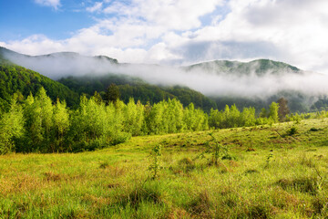 Wall Mural - mountainous landscape with green meadow on a foggy morning. countryside scenery with forested hills 