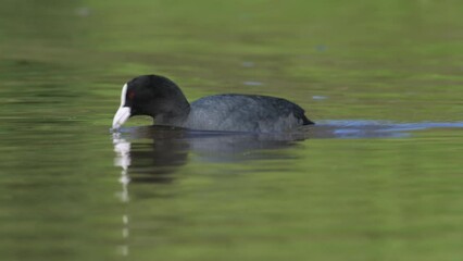 Wall Mural - Eurasian Coot or Common Coot, Fulica atra on the water at spring time