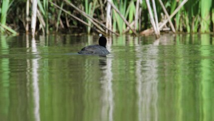 Poster - Eurasian Coot or Common Coot, Fulica atra on the water at spring time