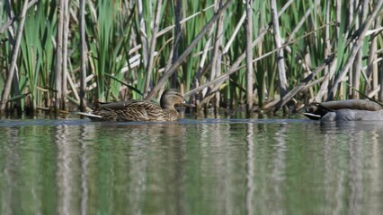 Sticker - Mallard, Anas platyrhynchos, birds on lake at spring time