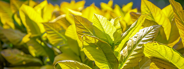 Poster - Seasonal Foliage and Nature, Vibrant Colors in Outdoor Garden Settings