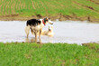 Two Russian greyhounds, in a large puddle on a field in the spring, after a quick run.