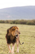 lion roaring on safari in the Masai Mara in Kenya