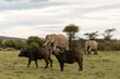 buffalos and elephants on safari in the Masai Mara in Kenya