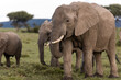 elephants eating grass in the savanah on safari in the Masai Mara in Kenya