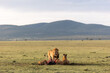 lion looking up from his kill with muntains in the back ground on safari in the Masai Mara in Kenya