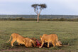 female lions eating a fresh kill in the savanah on safari in the Masai Mara in Kenya