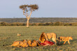 pride of lions devouring a kill on the savanah on safari in the Masai Mara in Kenya