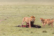 Lion and his cubs looking out for his fresh kill on safari in the Masai Mara in Kenya