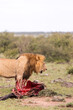 Lion in the grass over his wildebeast kill on safari in the Masai Mara in Kenya