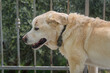 Senior Labrador retriever dog 14 years old in terrace of his house