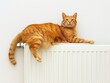A warm radiator and cat on it in winter, cat on warm radiator against white wall