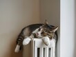 A warm radiator and cat on it in winter, cat on warm radiator against white wall
