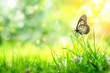 Spring nature background with green grass and butterfly