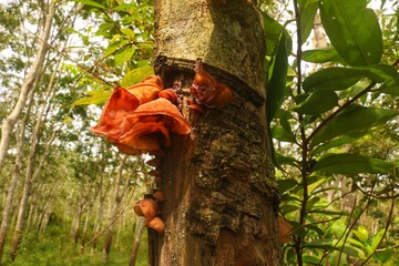 Wall Mural - Ear fungus has the scientific name 