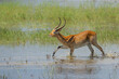 Lechwe, red lechwe, or southern lechwe (Kobus leche)  jumping through the water of the Okanvanga floodplains in Mahango National Park in the Carivistrip of Namibia