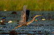 Purple heron (Ardea purpurea) flying away with Water Lily in the background in the early morning in the Chobe River between Botswana and Namibia  