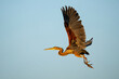 Purple heron (Ardea purpurea) flying away  in the early morning in the Chobe River between Botswana and Namibia  