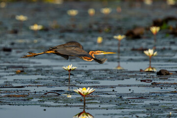 Canvas Print - Purple heron (Ardea purpurea) flying away with Water Lily in the background in the early morning in the Chobe River between Botswana and Namibia  