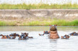 Hippopotamus in the Chobe River on the border between Botswana and Namibia. An aggressive hippo shows dominant behaviour.   