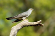 Common Cuckoo on his favorite watchtower with the last lights of a spring day in a Mediterranean forest