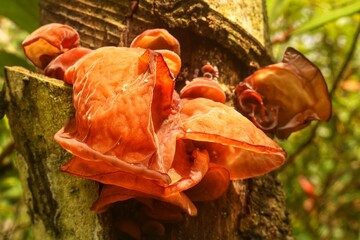 Wall Mural - Ear fungus has the scientific name 