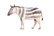 A watercolor of Tapir  Oddtoed ungulate with a distinctive snout